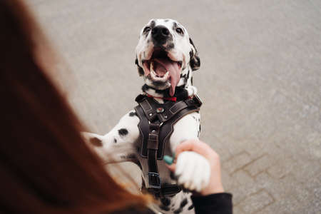 Female playing and training her happy smiling dalmatian dog holding tongue out, female spending leisure with pet best friend enjoying weekend at streetの写真素材