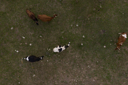 Aerial herd of cows on green field. Top down view of cow.の写真素材