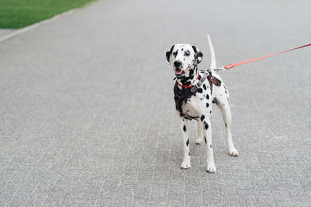 Portrait of a young dalmatian dog on a city street, a white beautiful dotted dog walks, copy spaceの写真素材