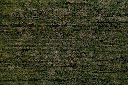 Aerial view on beautiful green corn field. Wallpaper earth environment, background, pattern, texture