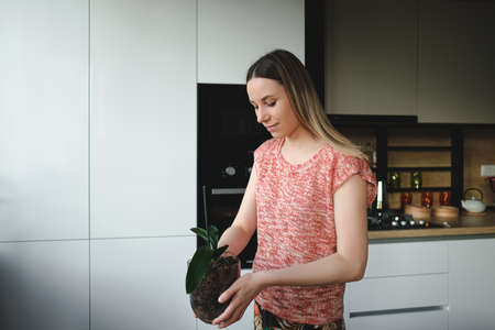 Young beautiful woman arranging an orchid flower glass pot in the houseの写真素材