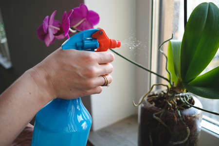 Woman hand watering green orchid flowers near the window with city in background