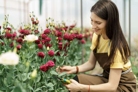 Young florist in apron working in greenhouse. Cheerful woman working with flowers, inspecting them for sale.の写真素材