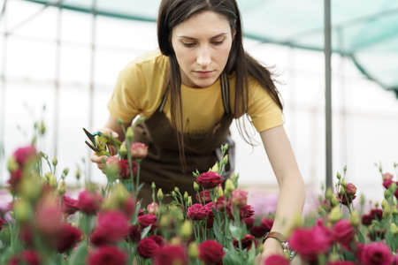 Young florist in apron working in greenhouse. Women profesions, working with flowers.