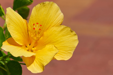 Yellow Hibiscus flower. Copy space for text.の写真素材