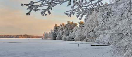 White trees. Coast of winter lake.の写真素材