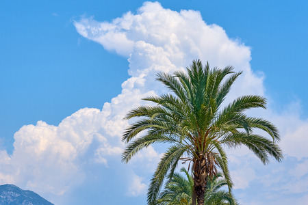 Palm trees against blue cloudy sky. Copy space for text.の写真素材