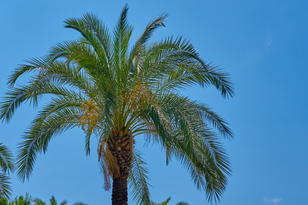Palm tree against blue skyの写真素材