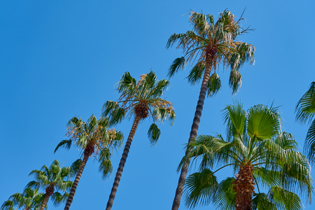 Palm trees against blue sky. Copy space for text.の写真素材