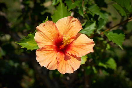 Orange Hibiscus flower centered.の写真素材