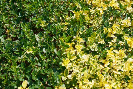 Green and yellow leaves background or the natural texture.の写真素材