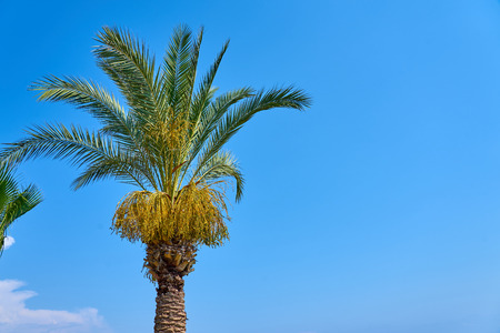 Palm tree against blue and cloudy sky. Copy space for text.の写真素材
