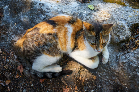 Red cat lying on the rock and basking in the sun.の写真素材