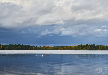 Three swans under clouds. Autumn lake.の写真素材