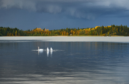 Swans fishing with their heads in the water on lake in autumn.の写真素材