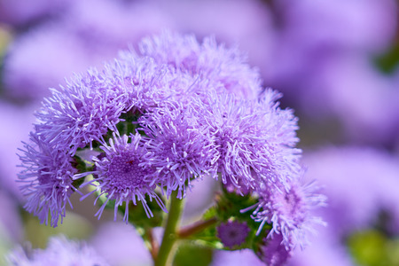 Purple flower close up with soft purple bokeh.