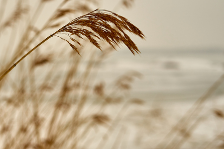 Spike of dry plants with a beach covered with ice on a blurred background. Copy space.の写真素材