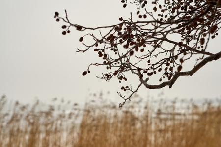 Branch with cones. Blurred background. Copy space.の写真素材
