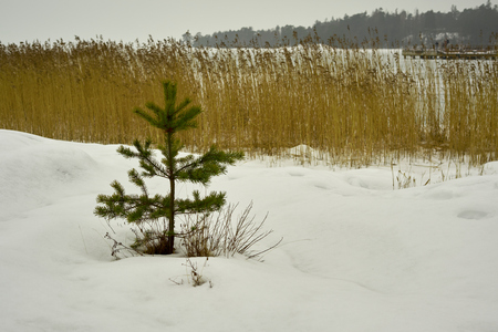 Little pine surrounded by snow.  Copy space.の写真素材