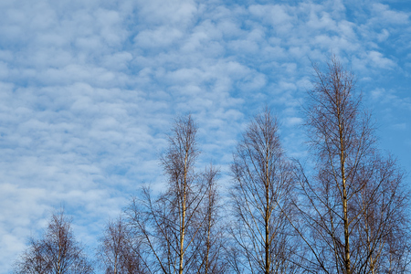 Birch trees against beautiful sunset sky with clouds. Copy space.の写真素材
