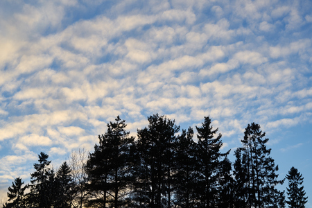 Pine trees silhuettes against beautiful sunset sky with clouds.の写真素材