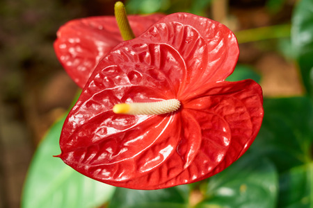 Anthurium. Red and beautiful tropical flower with copy space for text.