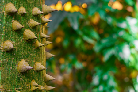 Tree with spikes in forest. Sandbox tree. Copy space for text.の写真素材
