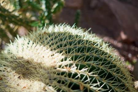 Ball cactus. Shadows.の写真素材