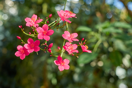 Pink flowers with tropical forest in bokeh.の写真素材