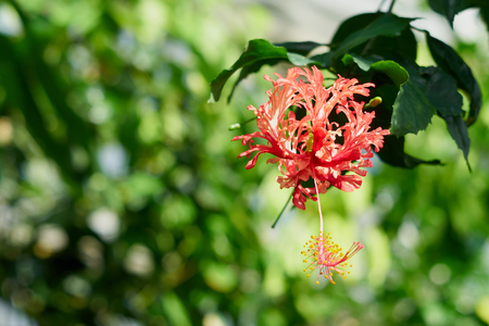 A red flower. Copy space.の写真素材
