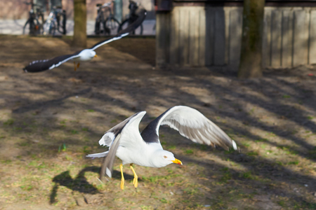 Seagull going to fly with another one on a blurred background outdoors in a park.の写真素材
