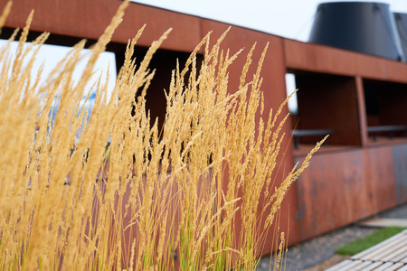 Dry plant against a blurred rusty metal background. Copy space for text.の写真素材