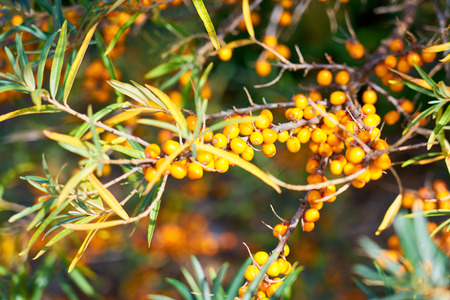 Sea buckthorn bush with Yellow berries ( Hippophae rhamnoides, Sandthorn, Sallowthorn or Seaberry ).の写真素材