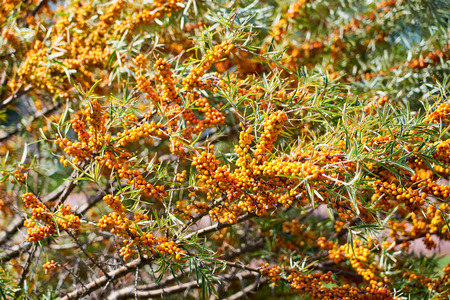 Sea buckthorn bush with Yellow berries ( Hippophae rhamnoides, Sandthorn, Sallowthorn or Seaberry ).の写真素材