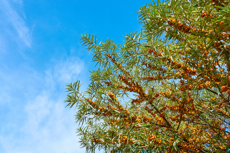 Sea buckthorn bush with Yellow berries ( Hippophae rhamnoides, Sandthorn, Sallowthorn or Seaberry ) against a blue cloudy sky. Copy space for text.の写真素材