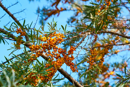 Sea buckthorn bush with Yellow berries ( Hippophae rhamnoides, Sandthorn, Sallowthorn or Seaberry ) against a blue cloudy sky.の写真素材