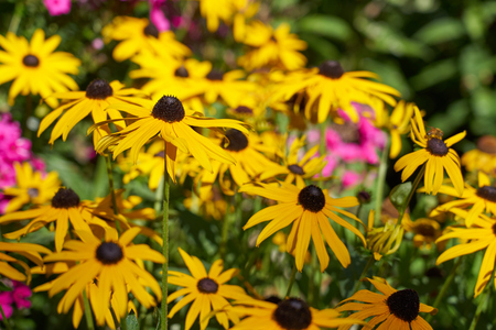 Pink and yellow flowers with blured background.の写真素材