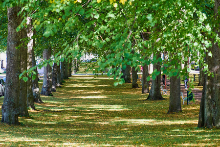 Blurred autumn park texture. Trees alley.の写真素材