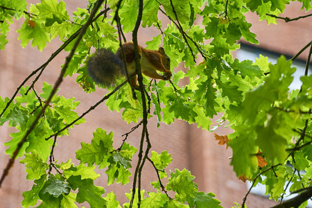 Squirrel on a tree with blurred background.の写真素材