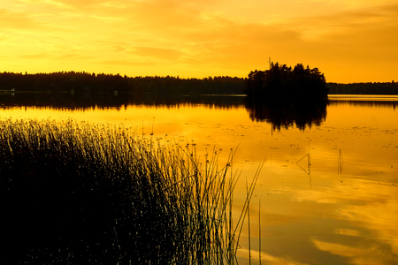 Golden sunset on a lake with silhouette of forest on a background and reflections on water and plant on a foreground.の写真素材
