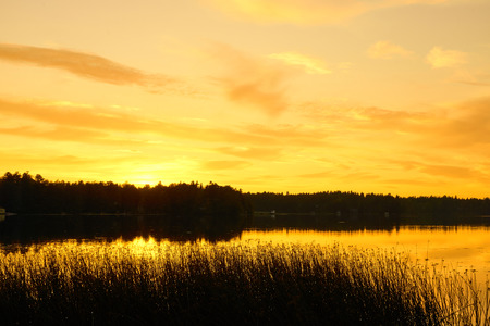 Golden sunset on a lake with silhouette of forest on a background and reflections on water and plant on a foreground.の写真素材