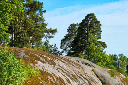 Trees growing on the rock. Natural background.の写真素材