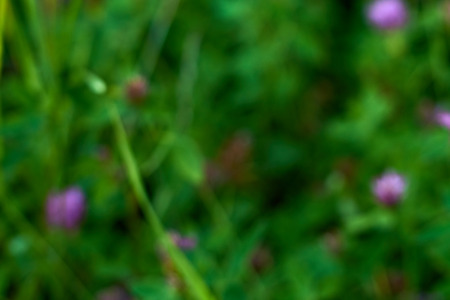 Green grass with  violet flowers. Natural blurred background.の写真素材