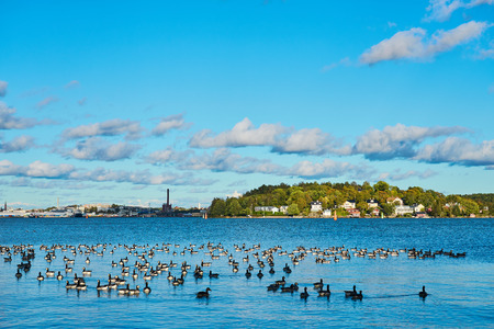 Seascape with geese on water with harbor and cloudy sky on a background.の写真素材