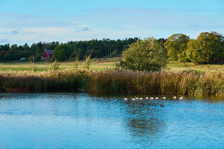 Landscape with geese on water and plant, trees and fields on the background. Reflection of sky on water. Copy space.の写真素材