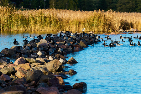 Geese near the natural stone dam on the river. Natural background. Copy space.の写真素材