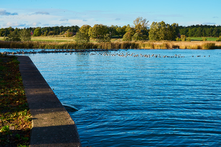 Geese near the natural stone dam on the river. Natural background. Copy space.の写真素材