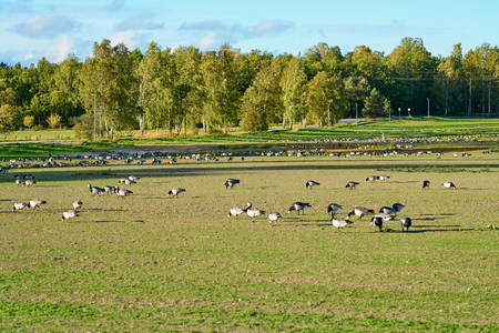 Geese eating on a field with grass and forest on a background.の写真素材