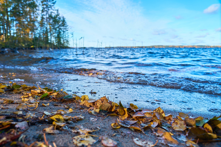 Colorful autumn leaves on a sandy coast of a lake. Waves of water, trees and horizon on a blurred background.の写真素材