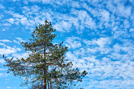 A pine tree with a cloudy blue sky on a background. Copy space.の写真素材